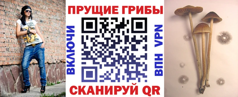 магазин продажи   маркетплейс официальный сайт  Псилоцибиновые грибы GOLDEN TEACHER  Бердск 